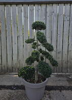 Ilex Crenata Cloud Tree 8424 - £2000 Mature Specimen Japanese Maple