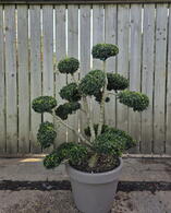 Ilex Crenata Cloud Tree 8425 - £2750 Mature Specimen Japanese Maple