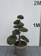 Ilex Crenata Cloud Tree 8400 - £2250 Mature Specimen Japanese Maple