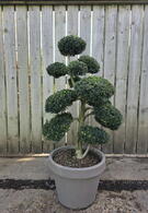 Ilex Crenata Cloud Tree 8426 - £2500 Mature Specimen Japanese Maple