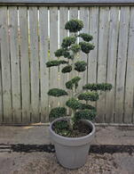 Ilex Crenata Cloud Tree 8427 - £2000 Mature Specimen Japanese Maple