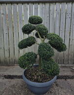 Ilex Crenata Cloud Tree 8428 - £2950 Mature Specimen Japanese Maple