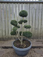 Ilex Crenata Cloud Tree 8429 - £2200 Mature Specimen Japanese Maple
