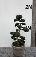 Ilex Crenata Cloud Tree 8439 - £2250 Mature Specimen Japanese Maple