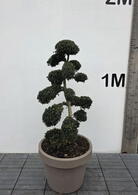 Ilex Crenata Cloud Tree 8440 - £2250 Mature Specimen Japanese Maple