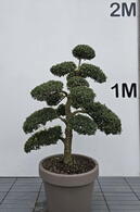Ilex Crenata Cloud Tree 8401 - £2250 Mature Specimen Japanese Maple