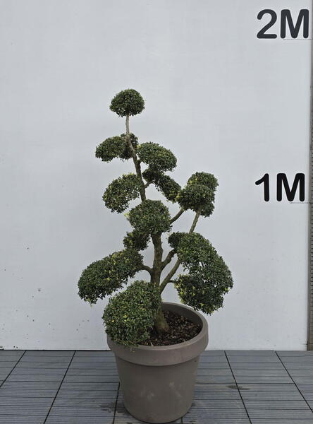 Ilex Crenata Cloud Tree 8399 - £2250 Mature Specimen Japanese Maple