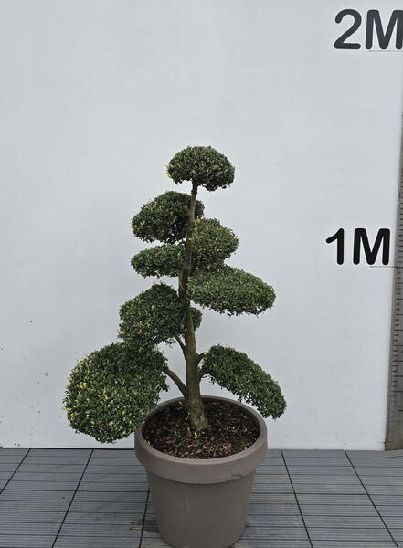Ilex Crenata Cloud Tree 8400 - £2250 Mature Specimen Japanese Maple