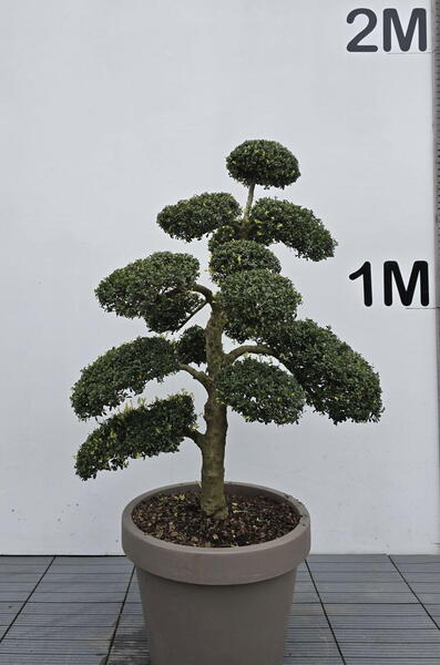 Ilex Crenata Cloud Tree 8401 - £2250 Mature Specimen Japanese Maple