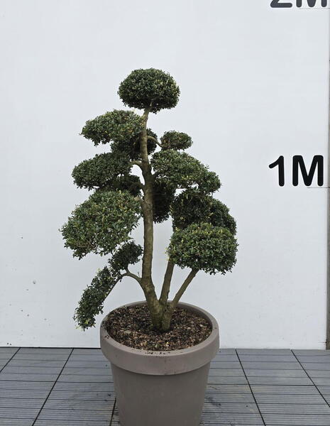Ilex Crenata Cloud Tree 8402 - £2250 Mature Specimen Japanese Maple