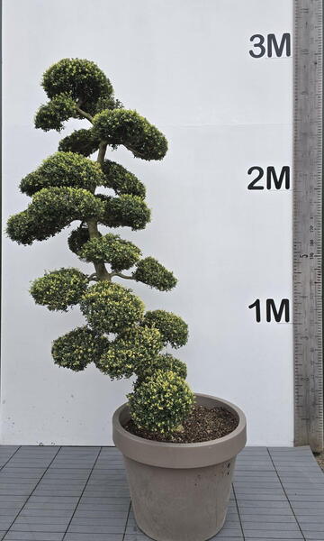 Ilex Crenata Cloud Tree 8403 - £5750 Mature Specimen Japanese Maple