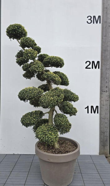 Ilex Crenata Cloud Tree 8404 - £5750 Mature Specimen Japanese Maple