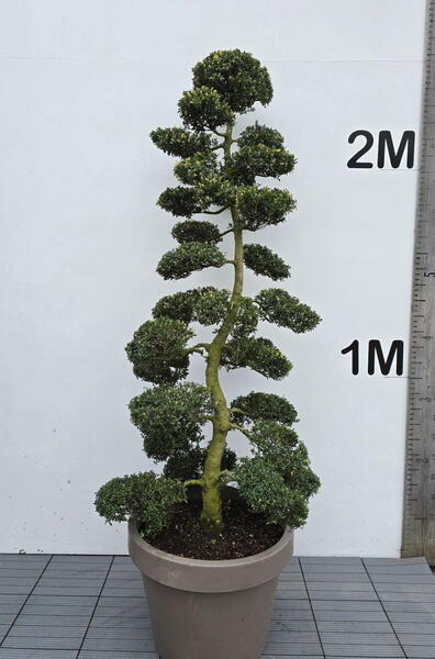Ilex Crenata Cloud Tree 8406 - £5400 Mature Specimen Japanese Maple