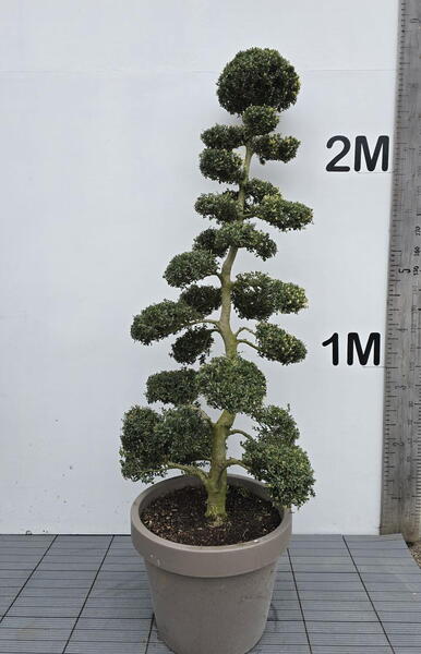 Ilex Crenata Cloud Tree 8408 - £5400 Mature Specimen Japanese Maple