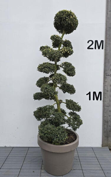 Ilex Crenata Cloud Tree 8409 - £5400 Mature Specimen Japanese Maple