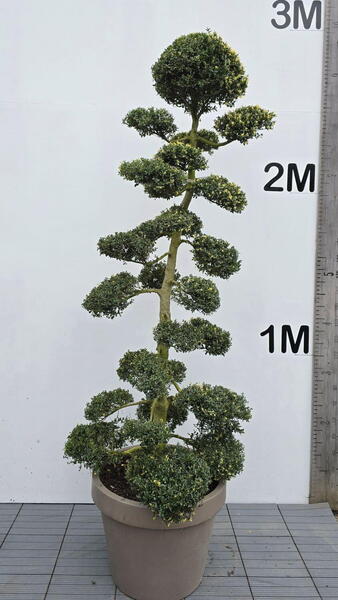 Ilex Crenata Cloud Tree 8410 - £5400 Mature Specimen Japanese Maple