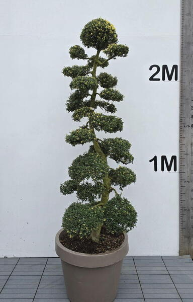 Ilex Crenata Cloud Tree 8405 - £5400 Mature Specimen Japanese Maple