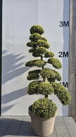 Ilex Crenata Cloud Tree 8415 - £9000 Mature Specimen Japanese Maple