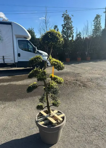 Ilex Crenata Cloud Tree 8448 - £2500