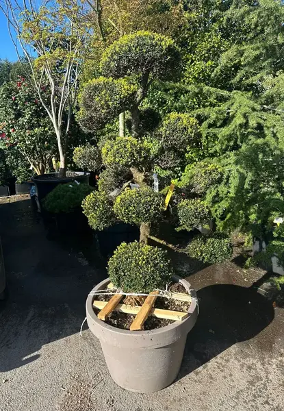 Ilex Crenata Cloud Tree 8451 - £3500 Mature Japanese Cloud Tree