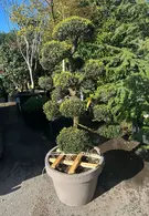 Ilex Crenata Cloud Tree 8451 - £3500 Mature Japanese Cloud Tree