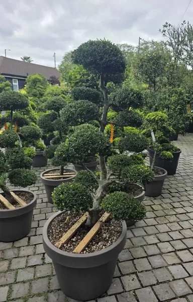 Ilex Crenata Cloud Tree 8453 - £5500 Mature Cloud Tree