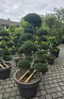 Ilex Crenata Cloud Tree 8453 - £5500 Mature Cloud Tree