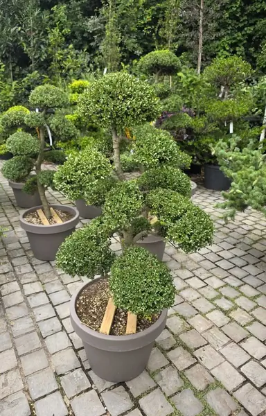 Ilex Crenata Cloud Tree 8454 - £3000 Mature Japanese Cloud Tree