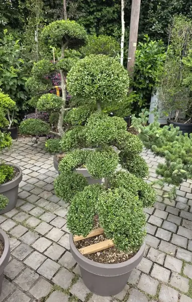 Ilex Crenata Cloud Tree 8455 - £3000 Mature Japanese Cloud Tree