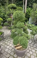 Ilex Crenata Cloud Tree 8455 - £3000 Mature Japanese Cloud Tree