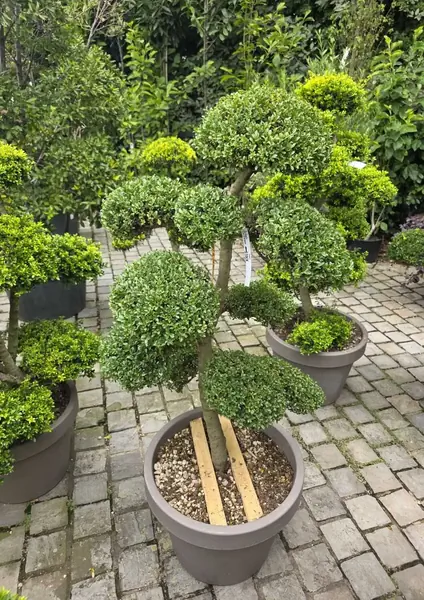 Ilex Crenata Cloud Tree 8456- £3000 Mature Japanese Cloud Tree
