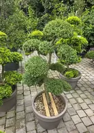 Ilex Crenata Cloud Tree 8456- £3000 Mature Japanese Cloud Tree