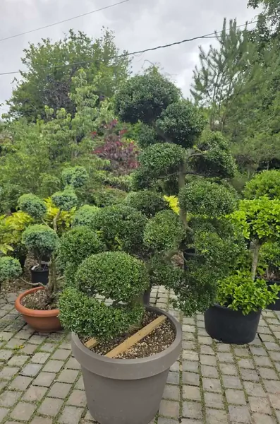 Ilex Crenata Cloud Tree 8457 - £6750 Mature Japanese Cloud Tree