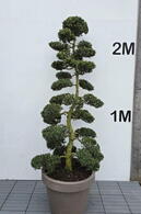 Ilex Crenata Cloud Tree 8406 - £5400 Mature Specimen Japanese Maple