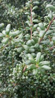 Ilex Crenata Convexa Japanese Holly - perfect for hedging