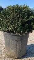 Ilex Crenata Convexa topiary balls, small dark glossy evergreen leaves and black berries make this a most attractive choice for topiary globes, buy UK.