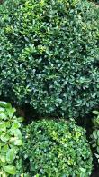 Ilex crenata Kinme Japanese Holly Topiary Globes 