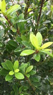 Ilex Crenata Hedge - variety Maxima, an ideal hedging plant
