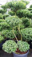 Ilex Crenata Pom Pom Bonsai (Topiary Pom Pom or
Japanese Holly Pom Pom).