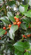 Ilex Meserveae Blue Maid hedging plants, great quality and excellent value holly hedge for sale with UK delivery.