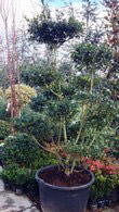 Ilex Meserveae Blue Prince - Niwaki Trees for sale UK