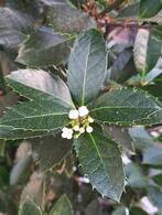 Ilex Meserveae Heckenblau