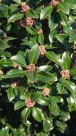 Ilex meserveae Heckenstar Blue Holly Castle Wall Holly