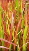 Imperata Red Baron or Japanese Blood Grass Ornamental Grass for sale online with UK and Ireland delivery.