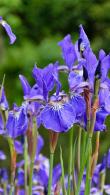 Iris Sibirica or Siberian Iris Deciduous Flowering Perennial
