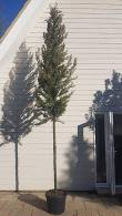 Italian Cypress Agrimed Standard - canker-resistant full standard trees