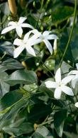 Jasminum Azoricum White Azorean Jasmine