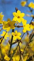 Jasminum Nudiflorum Winter Jasmine is also known as Jasminum Sieboldianum. Yellow winter flowering jasmine for sale UK delivery.