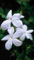 Jasminum Officinale or Common Jasmine for sale online UK