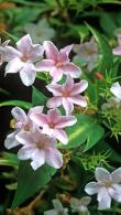 Jasminum Stephanense is also known as Stephan Jasmine or Pink Summer Jasmin buy online with UK delivery.